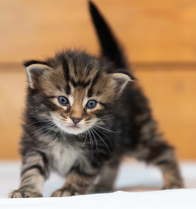 Omer - 3 weeks old