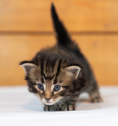 Omer - 3 weeks old
