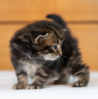 Omer - 3 weeks old