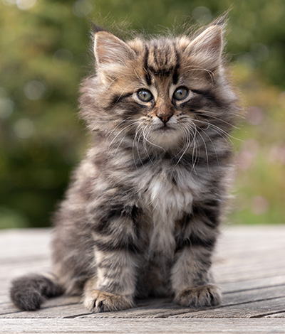 Omer - 7 weeks old