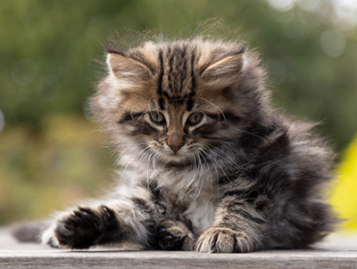 Omer - 7 weeks old