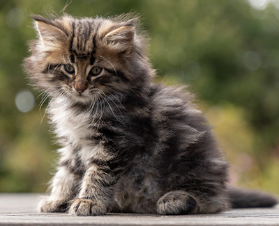 Omer - 7 weeks old