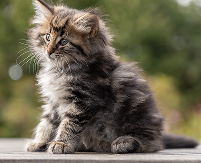 Omer - 7 weeks old