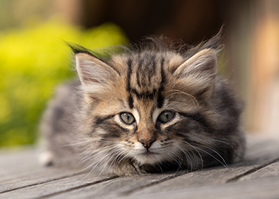 Omer - 7 weeks old