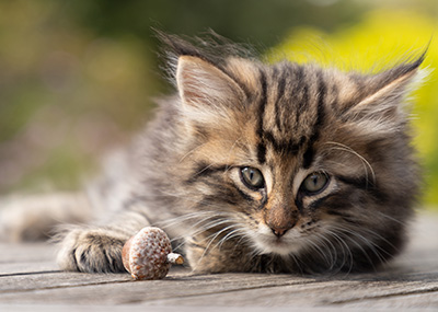 Omer - 7 weeks old