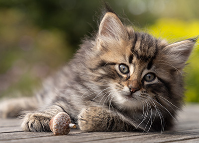 Omer - 7 weeks old