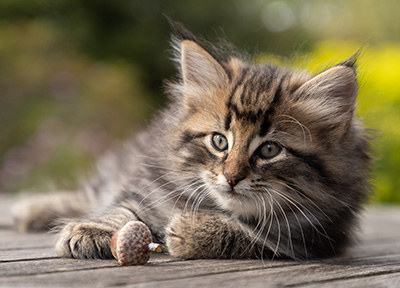 Omer - 7 weeks old