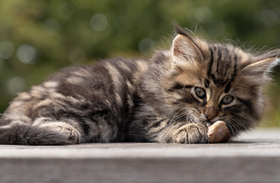 Omer - 7 weeks old