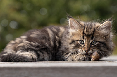 Omer - 7 weeks old