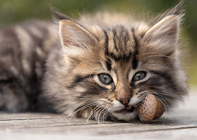 Omer - 7 weeks old