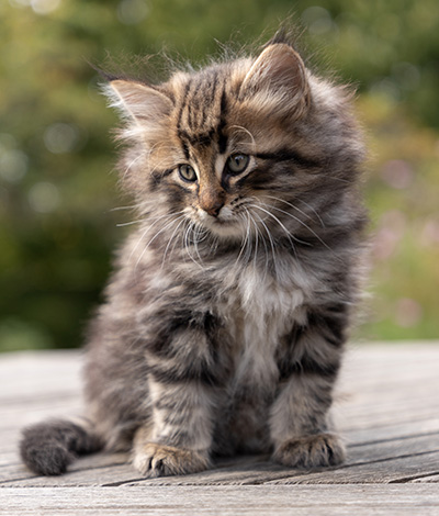 Omer - 7 weeks old