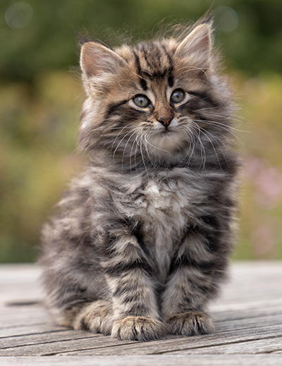 Omer - 7 weeks old