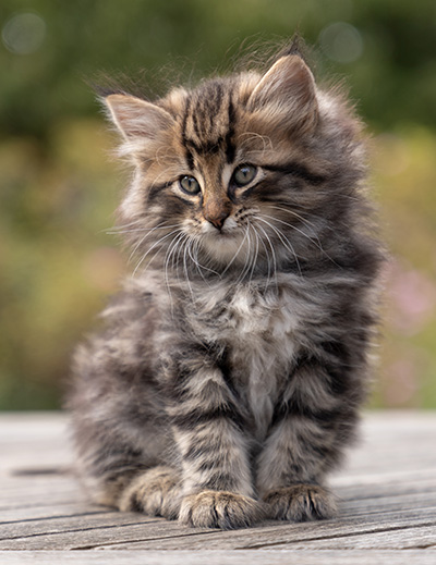Omer - 7 weeks old