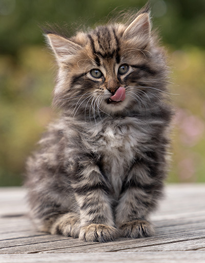 Omer - 7 weeks old