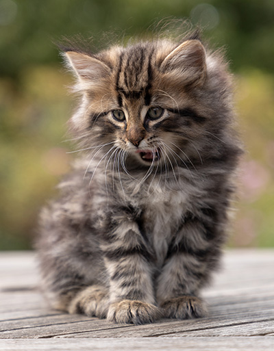 Omer - 7 weeks old