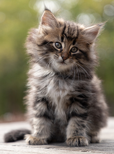Omer - 7 weeks old