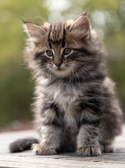 Omer - 7 weeks old