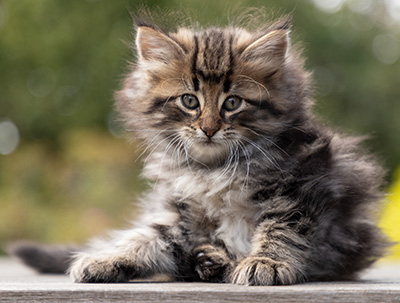 Omer - 7 weeks old