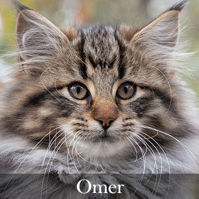 Omer