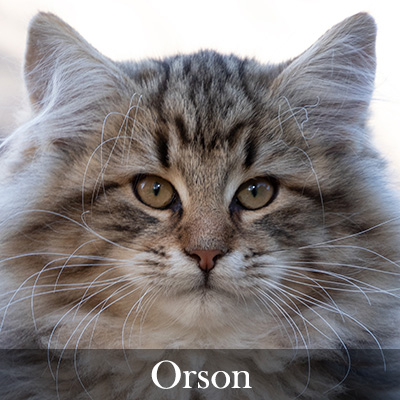 Orson