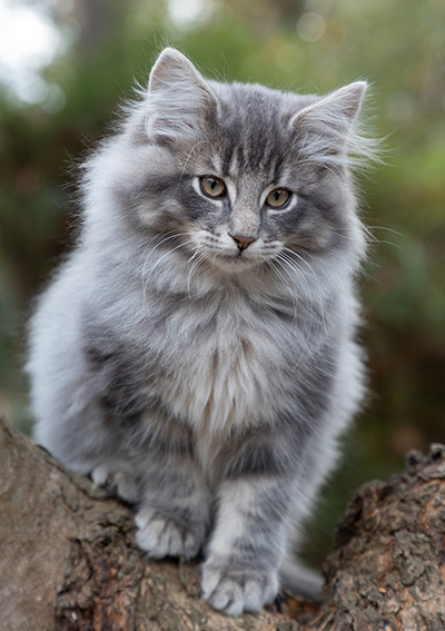 Orwell - 13 weeks old
