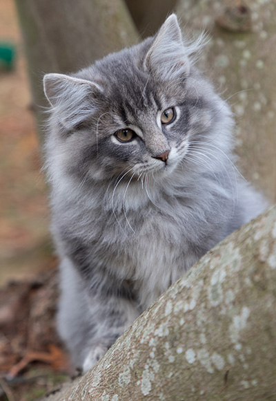 Orwell - 13 weeks old