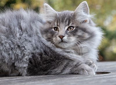 Orwell - 13 weeks old