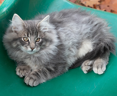 Orwell - 13 weeks old