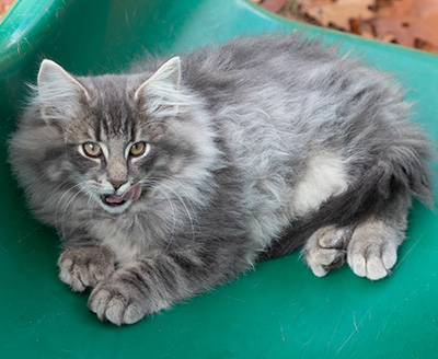 Orwell - 13 weeks old