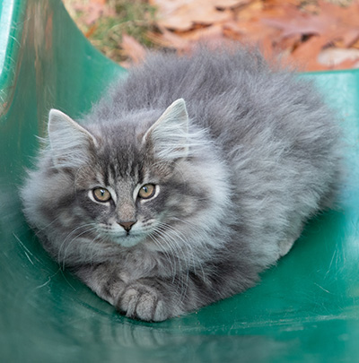 Orwell - 13 weeks old
