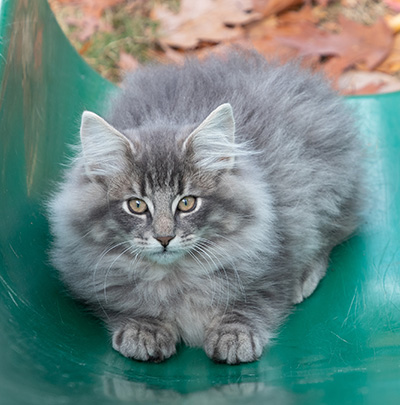 Orwell - 13 weeks old
