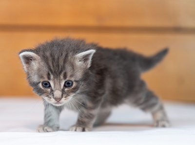 Orwell - 3 weeks old