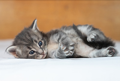 Orwell - 3 weeks old
