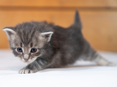 Orwell - 3 weeks old