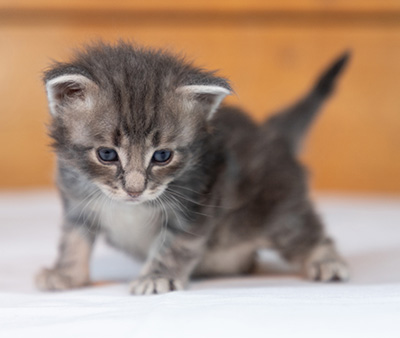 Orwell - 3 weeks old
