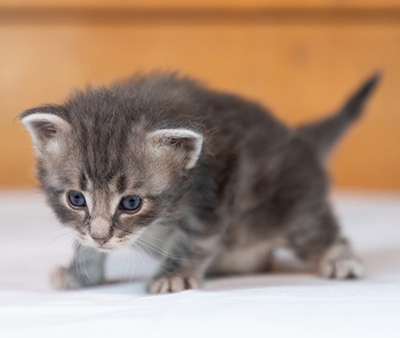 Orwell - 3 weeks old