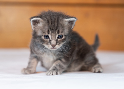 Orwell - 3 weeks old