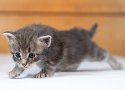 Orwell - 3 weeks old