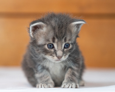 Orwell - 3 weeks old