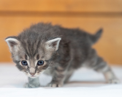 Orwell - 3 weeks old
