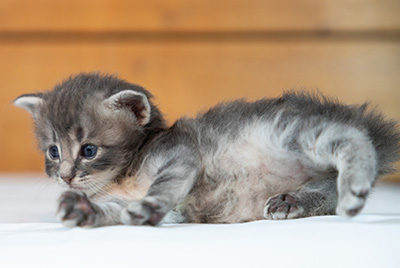 Orwell - 3 weeks old
