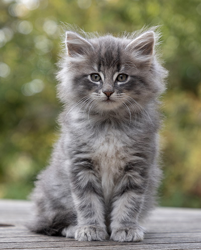 Orwell - 7 weeks old