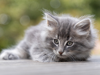 Orwell - 7 weeks old