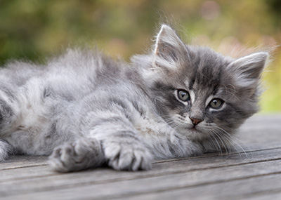 Orwell - 7 weeks old