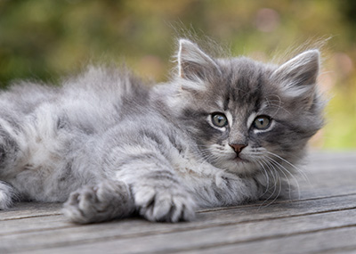 Orwell - 7 weeks old