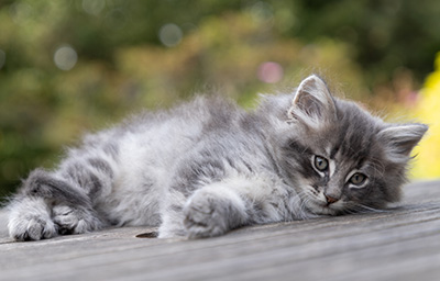 Orwell - 7 weeks old