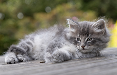 Orwell - 7 weeks old