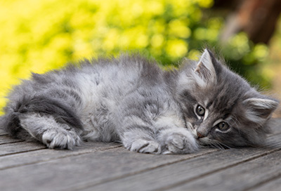 Orwell - 7 weeks old