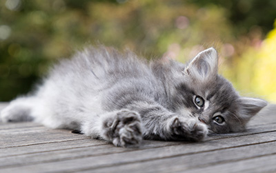 Orwell - 7 weeks old