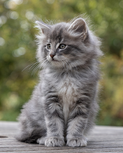 Orwell - 7 weeks old